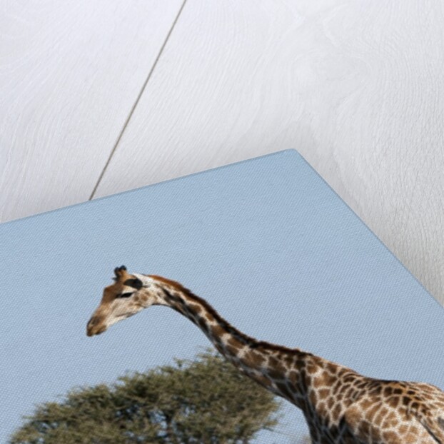 Southern giraffe (Giraffa camelopardalis) by Anonymous