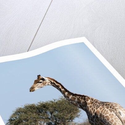 Southern giraffe (Giraffa camelopardalis) by Anonymous