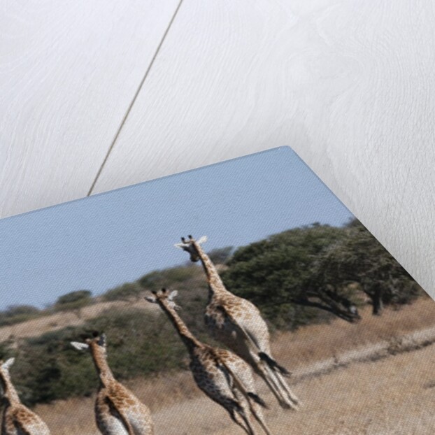 Southern giraffe (Giraffa camelopardalis) by Anonymous