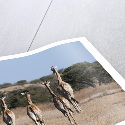 Southern giraffe (Giraffa camelopardalis) by Anonymous