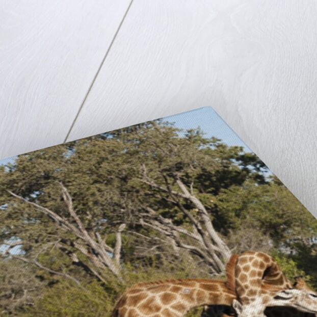 Southern giraffe (Giraffa camelopardalis) by Anonymous