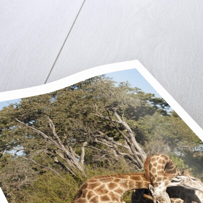 Southern giraffe (Giraffa camelopardalis) by Anonymous
