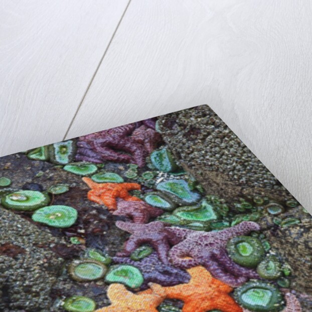 Starfish and rock formations along Indian Beach, Oregon Coast by Anonymous