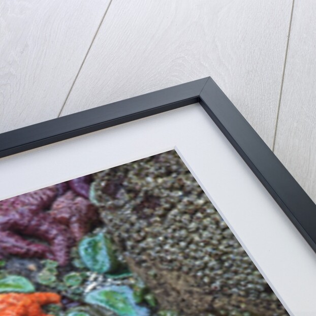 Starfish and rock formations along Indian Beach, Oregon Coast by Anonymous