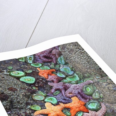 Starfish and rock formations along Indian Beach, Oregon Coast by Anonymous