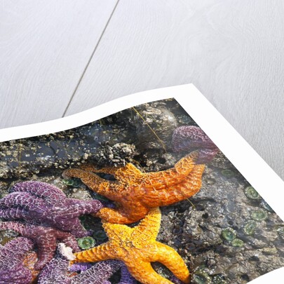 Starfish and rock formations along Indian Beach, Oregon Coast by Anonymous