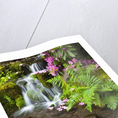 spring flowers add beauty to waterfall at Crystal Springs Garden, Portland Oregon. Pacific Northwest by Anonymous