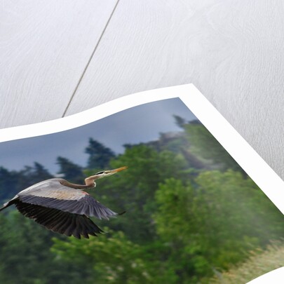 Blue Heron flying by Anonymous