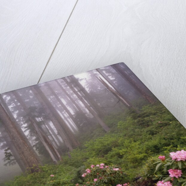 Wild rhododendrons below fir trees by Anonymous