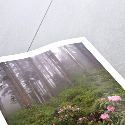 Wild rhododendrons below fir trees by Anonymous