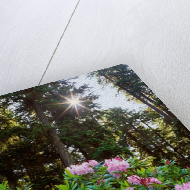 Douglas firs and rhododendrons by Anonymous