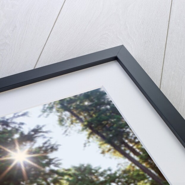 Douglas firs and rhododendrons by Anonymous