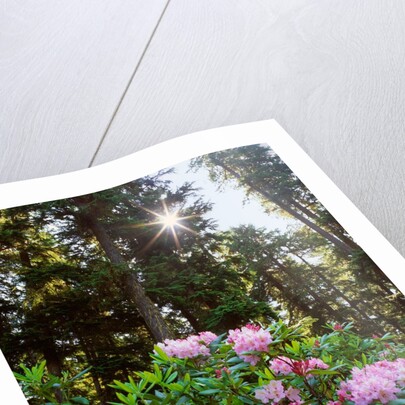 Douglas firs and rhododendrons by Anonymous