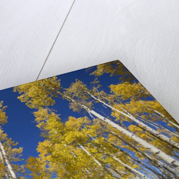 Yellow Aspen Trees in Steamboat Springs, Colorado by Anonymous