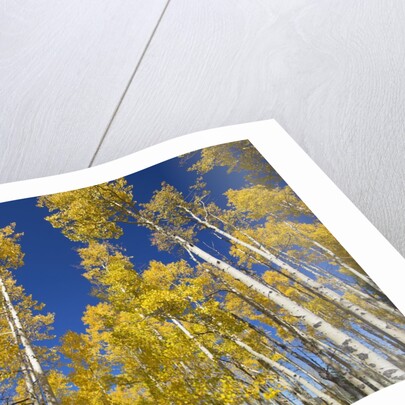 Yellow Aspen Trees in Steamboat Springs, Colorado by Anonymous
