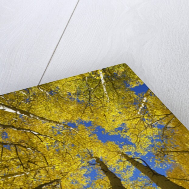 Yellow Aspen Trees in Steamboat Springs, Colorado by Anonymous