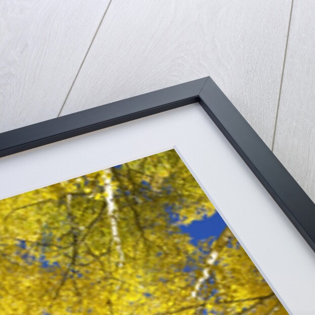 Yellow Aspen Trees in Steamboat Springs, Colorado by Anonymous