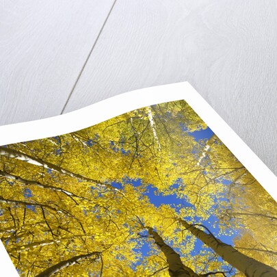 Yellow Aspen Trees in Steamboat Springs, Colorado by Anonymous