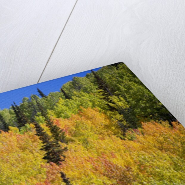 Yellow Aspen Trees in Steamboat Springs, Colorado by Anonymous