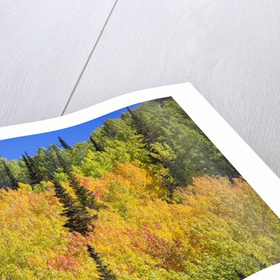 Yellow Aspen Trees in Steamboat Springs, Colorado by Anonymous
