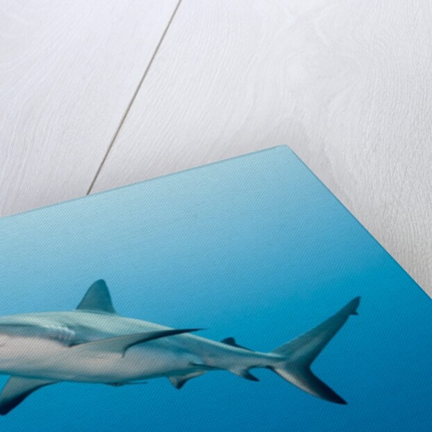 Reef Shark by Anonymous