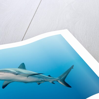 Reef Shark by Anonymous