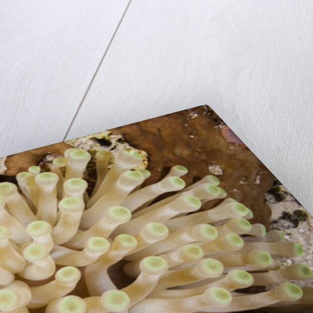 Giant Caribbean Sea Anemone by Anonymous