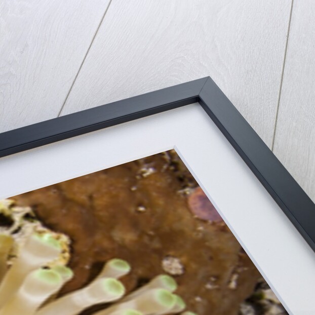 Giant Caribbean Sea Anemone by Anonymous