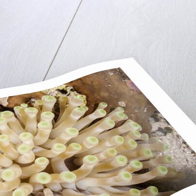 Giant Caribbean Sea Anemone by Anonymous