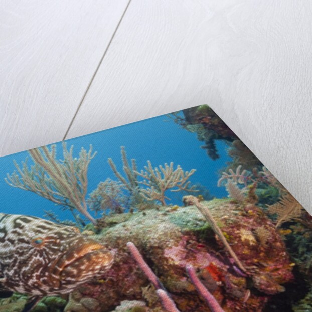 Yellowfish Grouper by Anonymous
