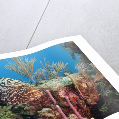 Yellowfish Grouper by Anonymous