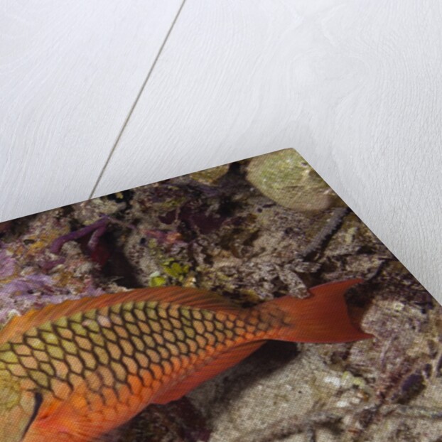 Stoplight Parrotfish by Anonymous
