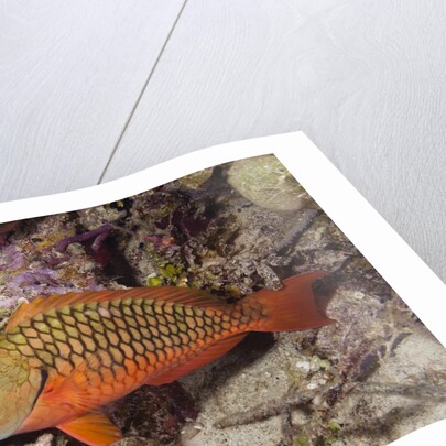 Stoplight Parrotfish by Anonymous