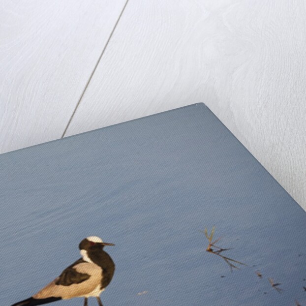 Blacksmith Plover by Anonymous