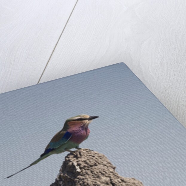 Lilac Breasted Roller by Anonymous
