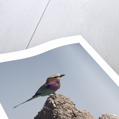 Lilac Breasted Roller by Anonymous