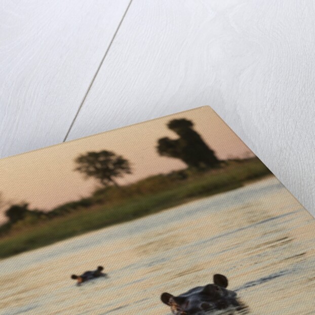 Hippopotamus, Botswana by Anonymous