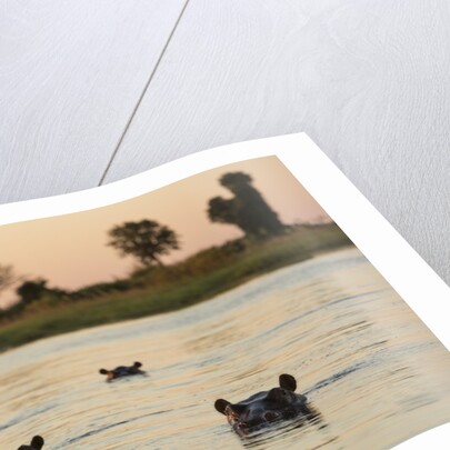 Hippopotamus, Botswana by Anonymous