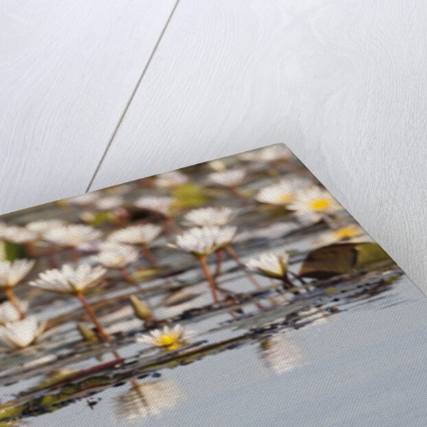 Wild Water Lilies by Anonymous