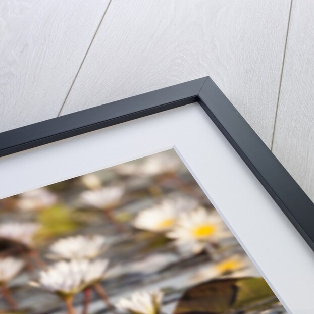 Wild Water Lilies by Anonymous