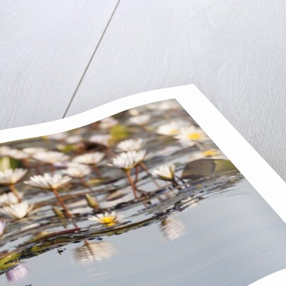 Wild Water Lilies by Anonymous