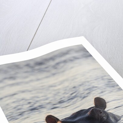 Hippopotamus, Botswana by Anonymous