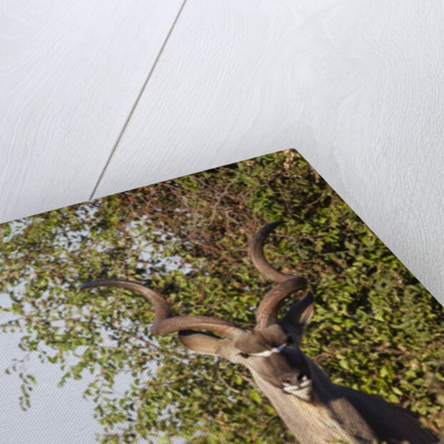 Greater Kudu by Anonymous