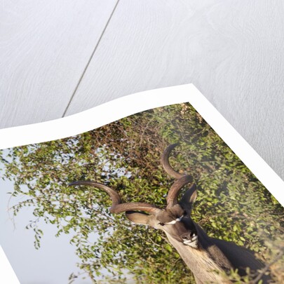 Greater Kudu by Anonymous