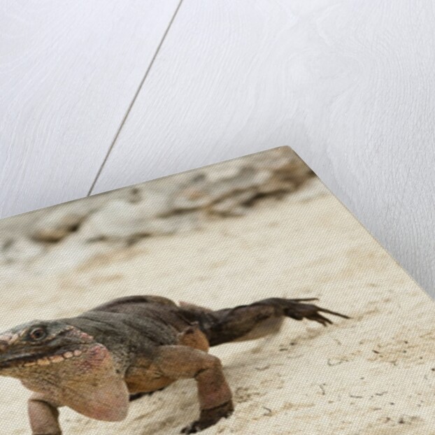 Exuma Island Iguana by Anonymous