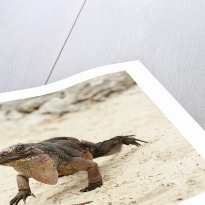 Exuma Island Iguana by Anonymous