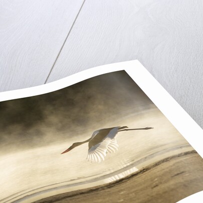 Saddle Billed Stork by Anonymous
