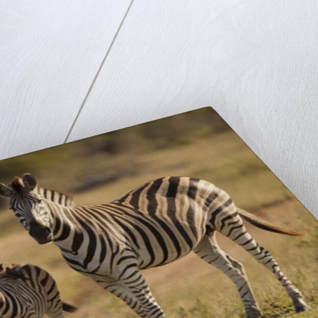Burchell's Zebra Foal and Mother by Anonymous