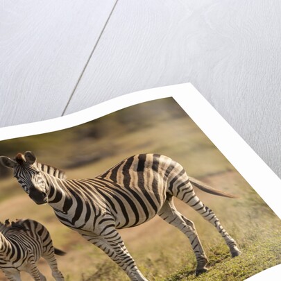 Burchell's Zebra Foal and Mother by Anonymous