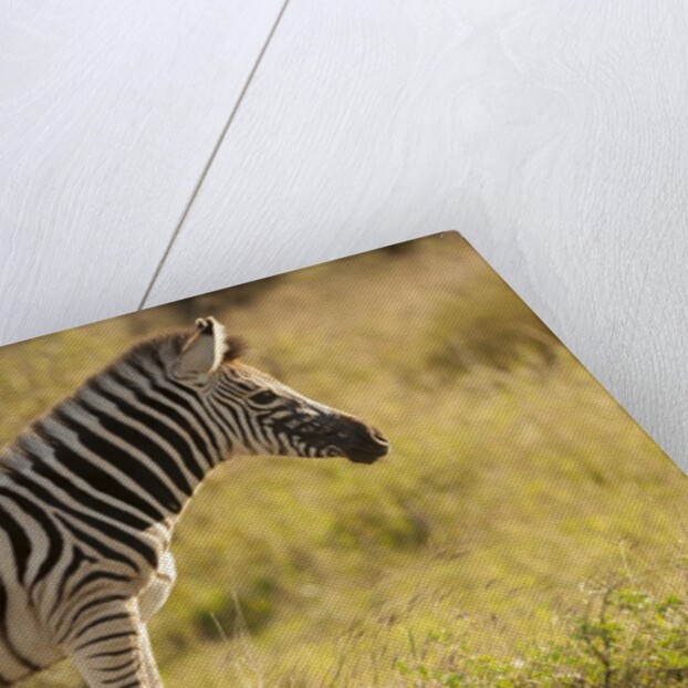 Burchell's Zebra Foal by Anonymous